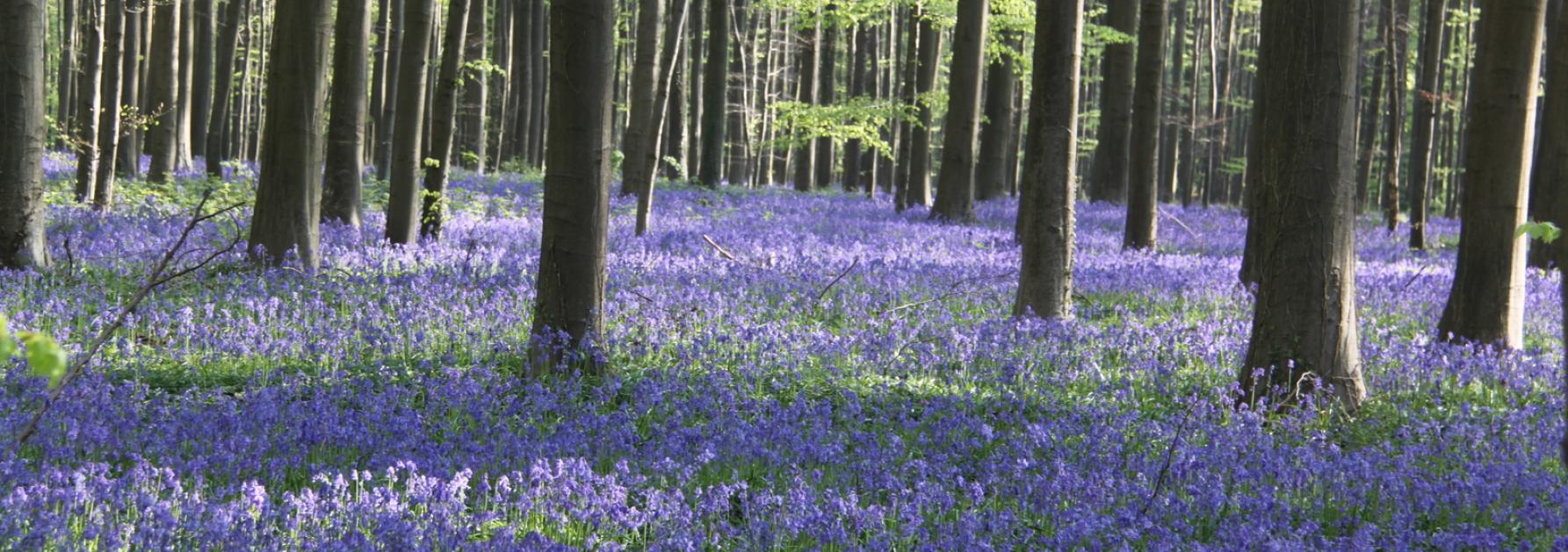 Hallerbos