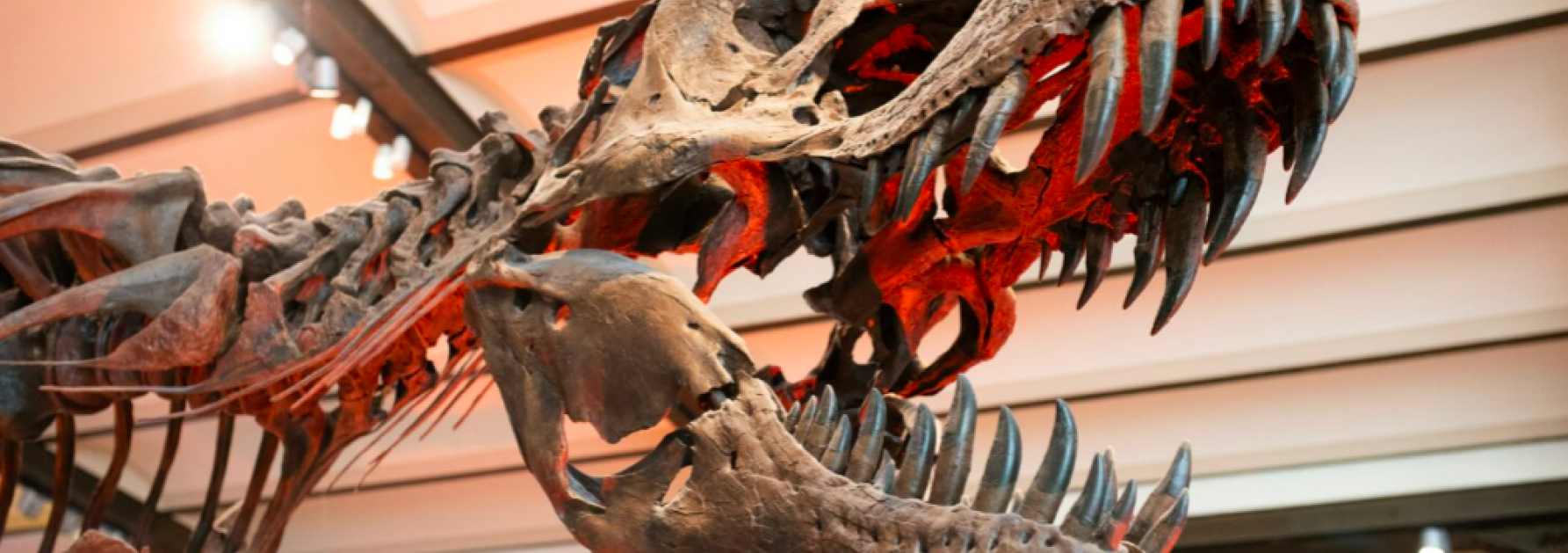 Dino