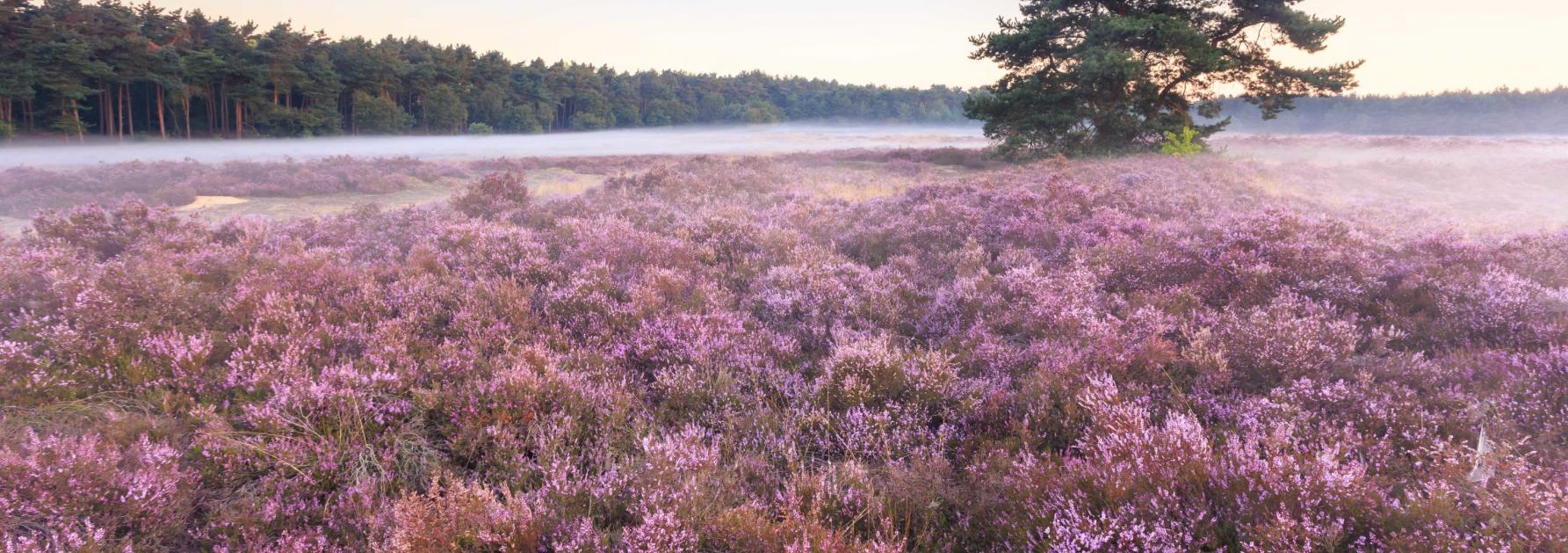 Landschap met paarse heide