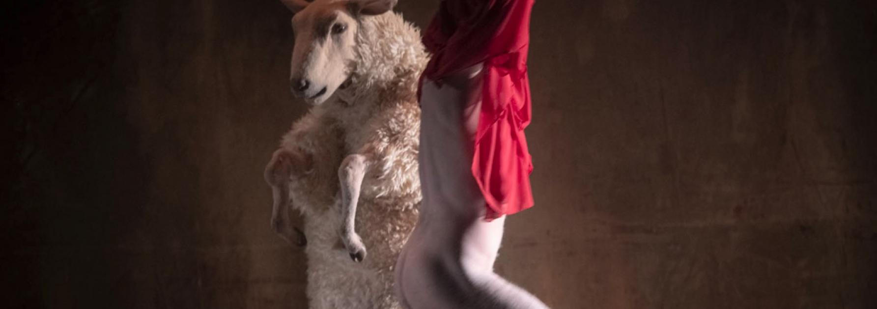 The Sheep Song
